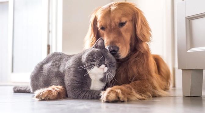 Governador sanciona lei que permite animais domésticos em hospitais públicos e privados