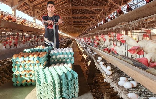 Em Antonio João, empresário investe em produção de ovos