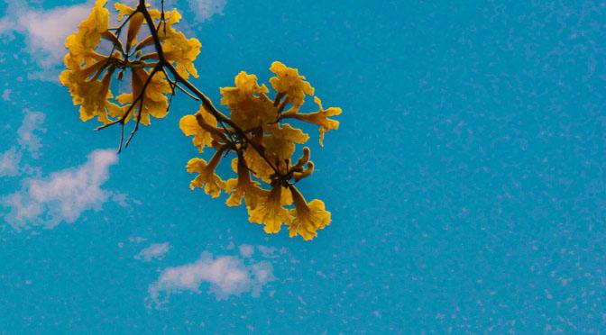 Calor e baixa umidade marcam início do fim de semana em MS