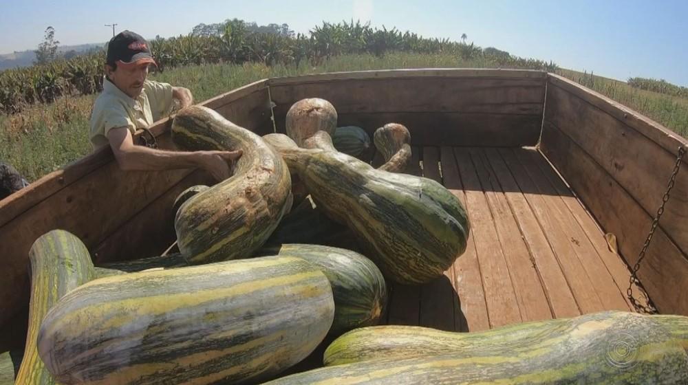 Agricultor colhe abóbora de mais de 50 kg no interior de SP