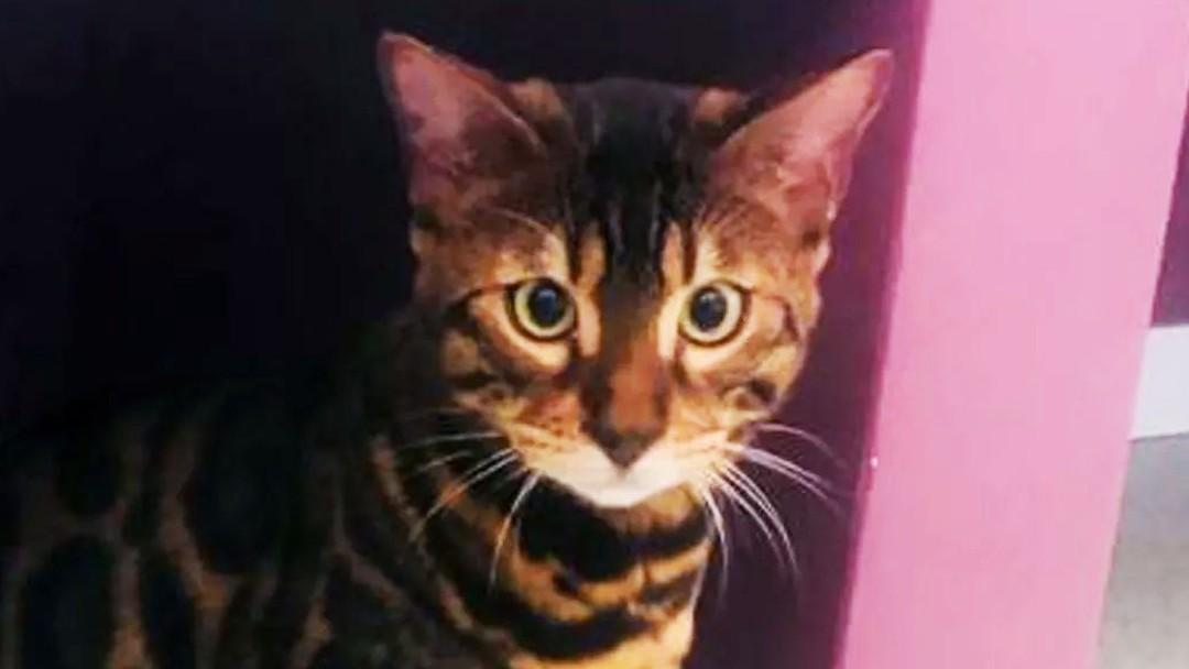 Gatos podem superar cães como pets no Brasil em 5 anos