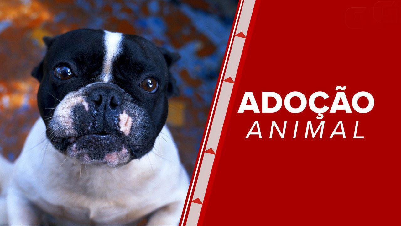 ONGs do RJ têm 12 mil animais à espera de adoção