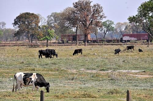 MS é o 2º no País com mais abates de bovinos