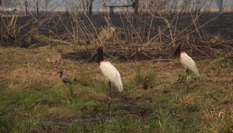 Fogo em fazenda ameaça ‘último’ refúgio para animais