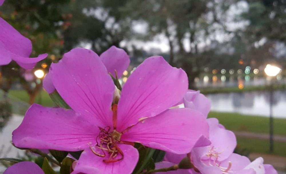 Primavera começa hoje e deve ter menos chuvas