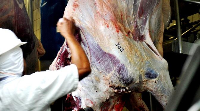 Precoce MS tem 1,6 milhão de animais abatidos desde 2017