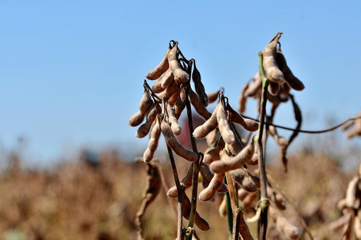 Produtores são autuados pelo Iagro durante vazio sanitário
