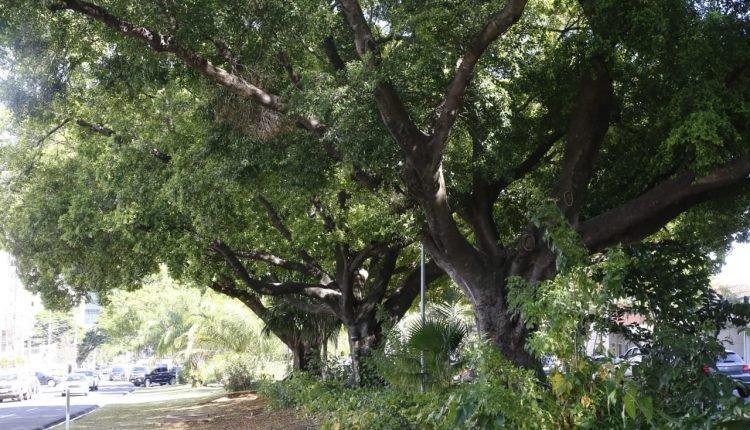 Em novo decreto, canteiro central e árvores da avenida Afonso Pena são tombados