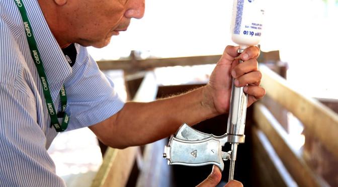 Iagro define calendário de vacinação contra aftosa em MS