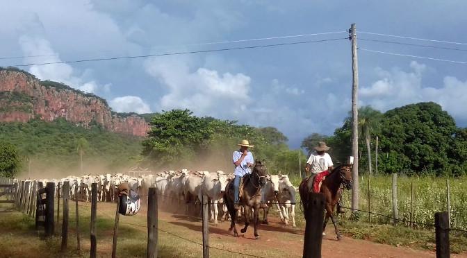 Produtores rurais devem atualizar cadastro da agropecuária e de estoque de animais