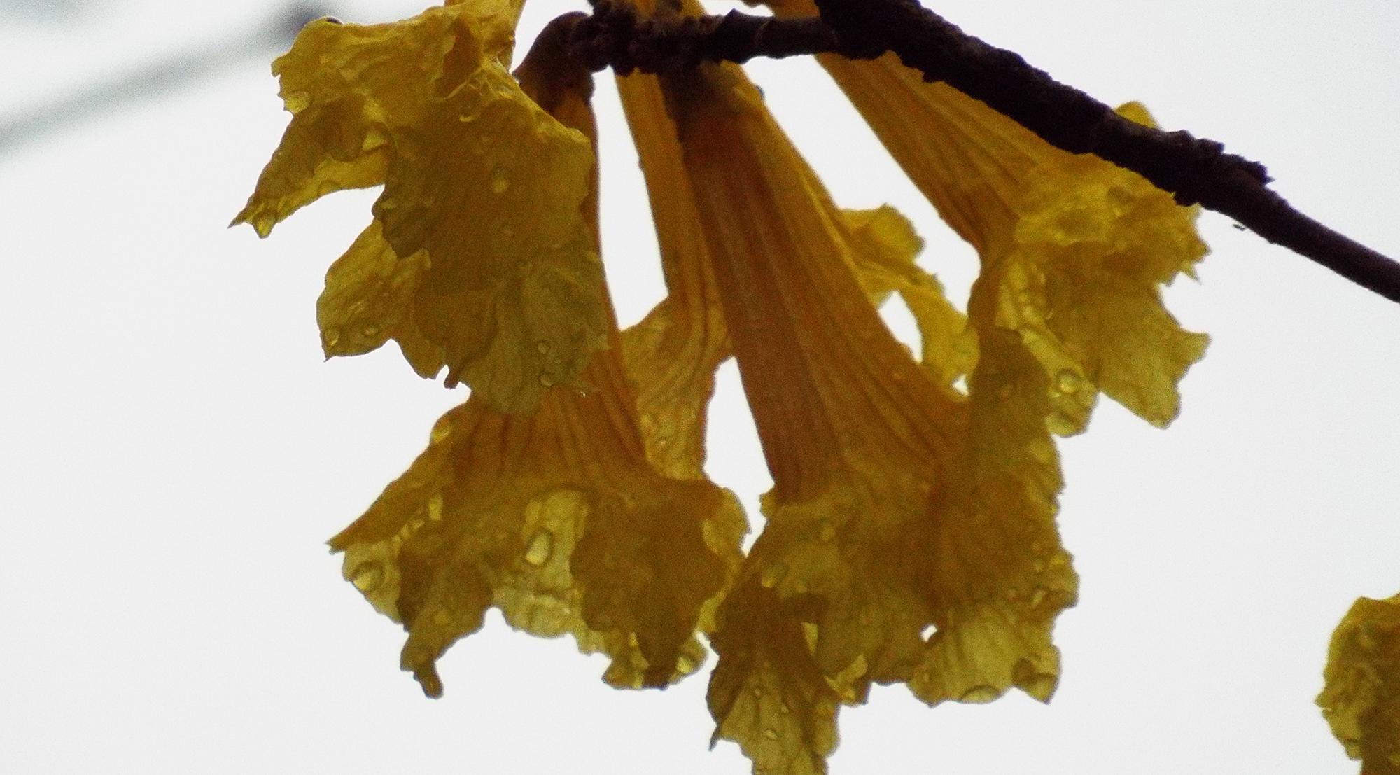 Sexta de altas temperaturas e tempo nublado em MS