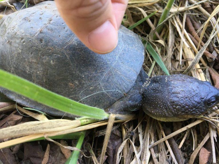 Estudantes desenvolvem pesquisa ambiental em lagoa da Capital