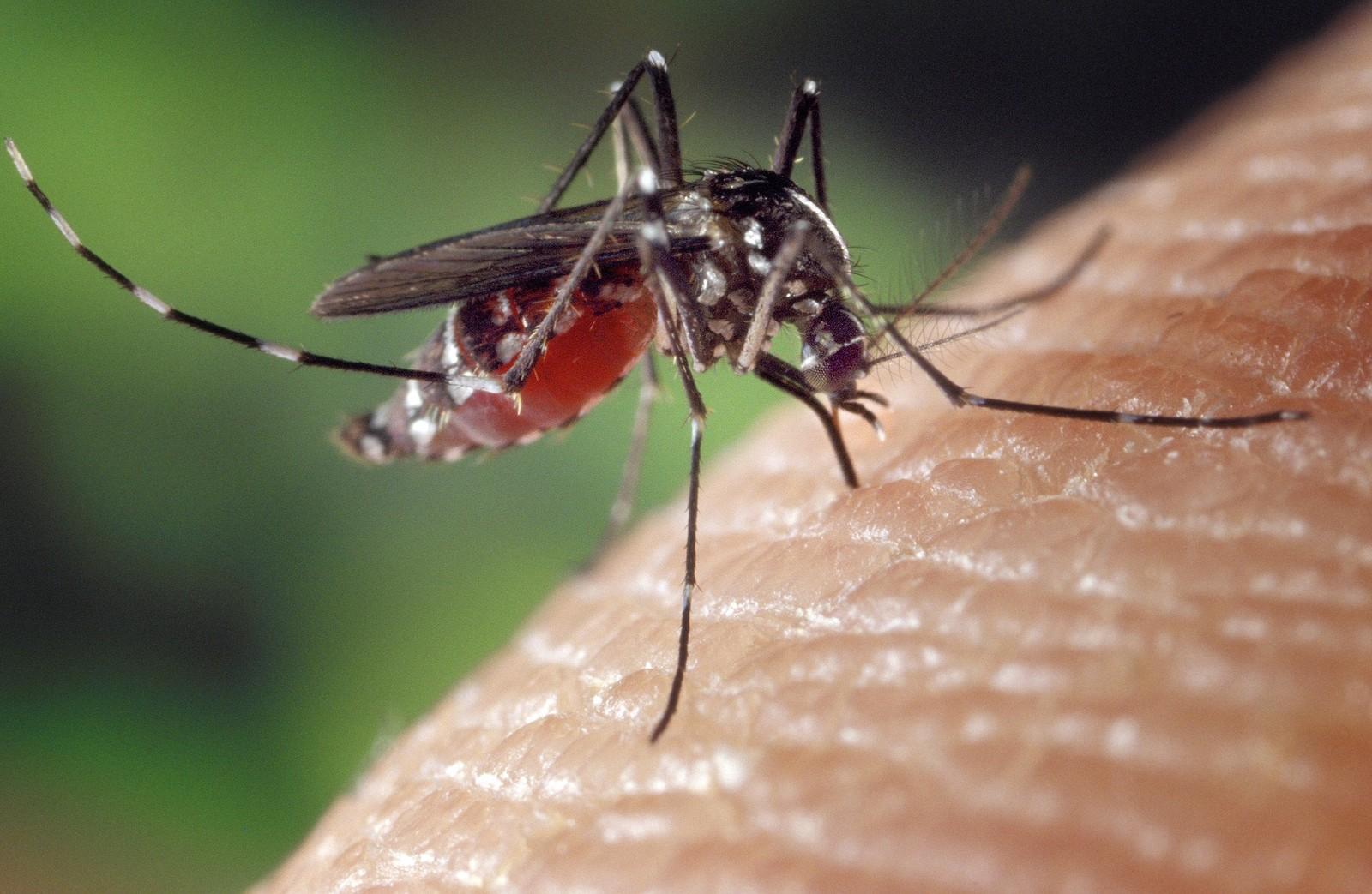 MG, GO e SP registram 70% dos casos de dengue