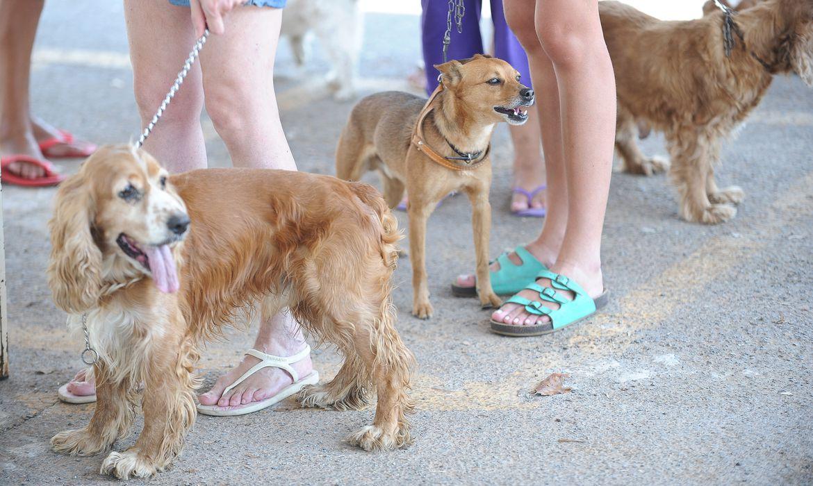 Rússia produz vacina contra covid para animais