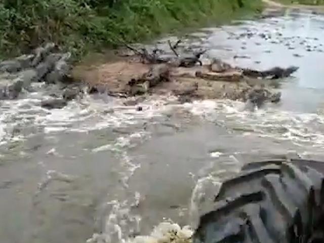 Jacarés fugindo de trator geram polêmica na rede