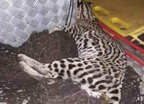 Jaguatirica é encontrada morta em calçada de avenida em Corumbá