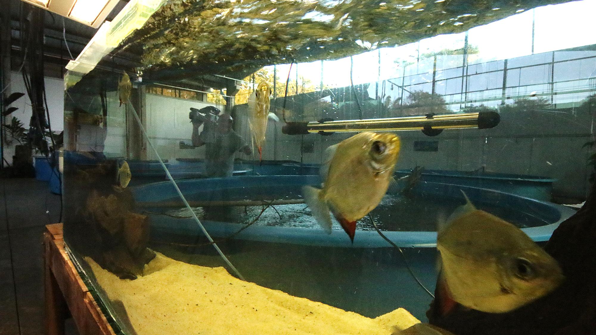 Com 260 espécies de animais, Aquário do Pantanal poderá ser local de pesquisa para Alemanha