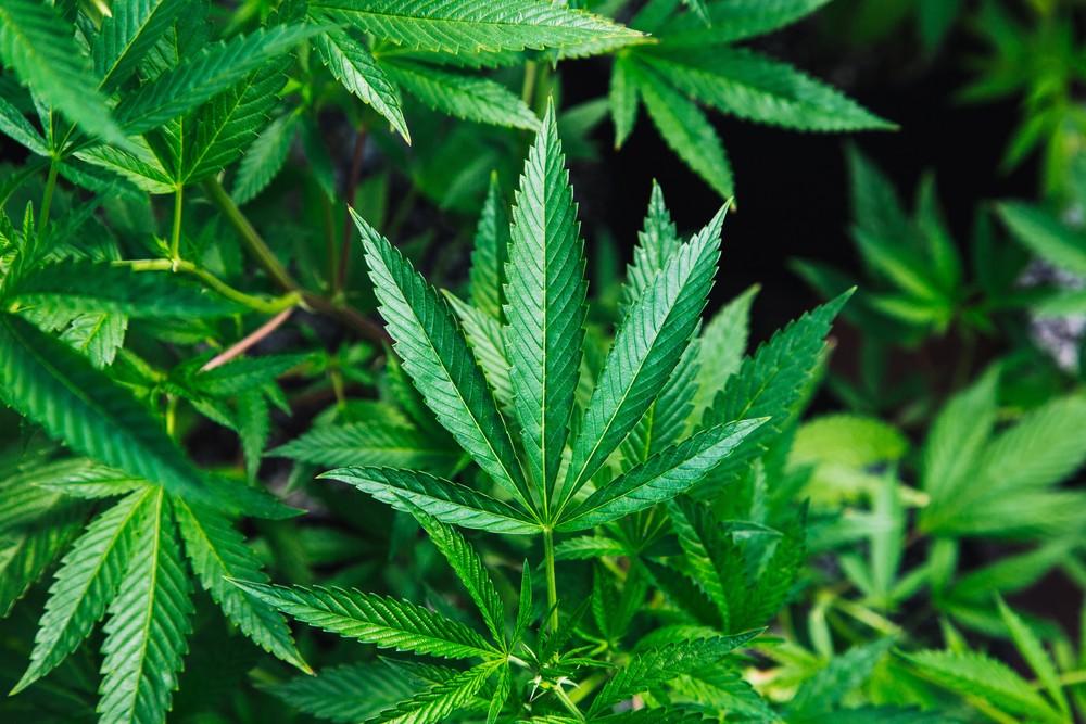 Maconha medicinal: 8 pontos para entender as novas regras