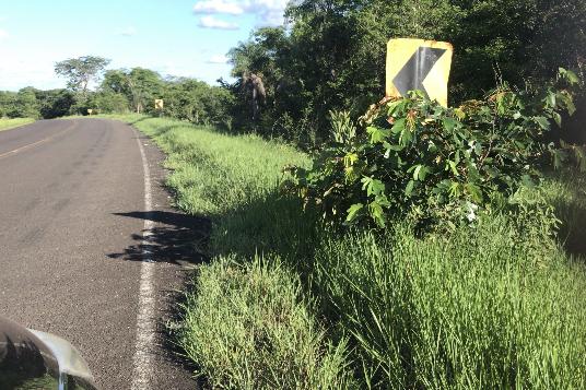 Mato alto e buracos prejudicam motoristas que transitam pela BR-060 em Bela Vista