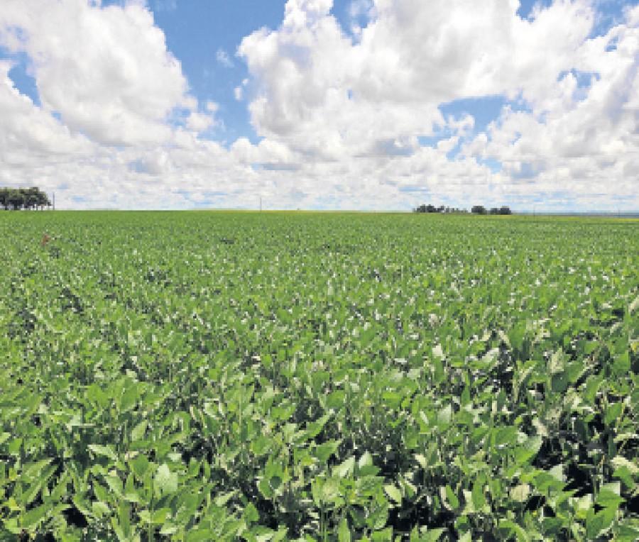 Chuva constante paralisa obras, mas beneficia soja