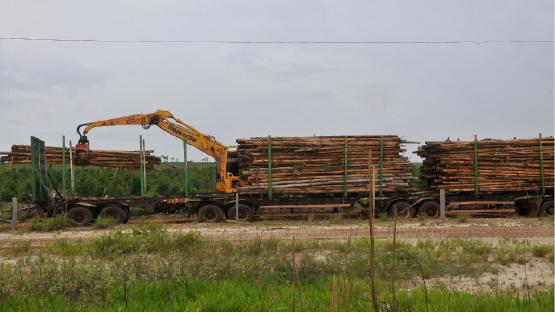 MS mira em estrangeiros para viabilizar fábrica de celulose