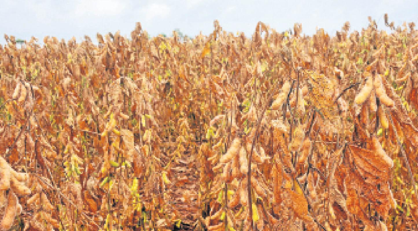 Setor de transportes aposta na soja para voltar a crescer