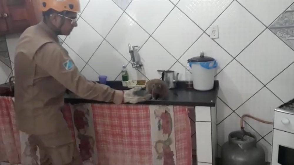 Macaco é capturado dentro de cozinha no Pantanal de MS