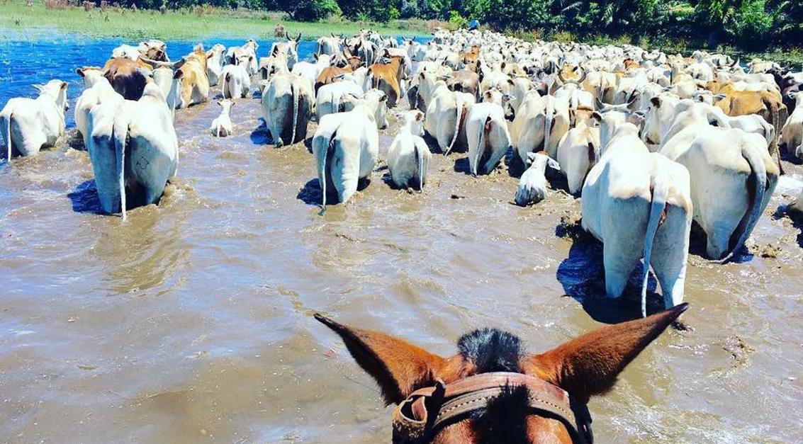 Pecuaristas recolhem gado às pressas no Pantanal