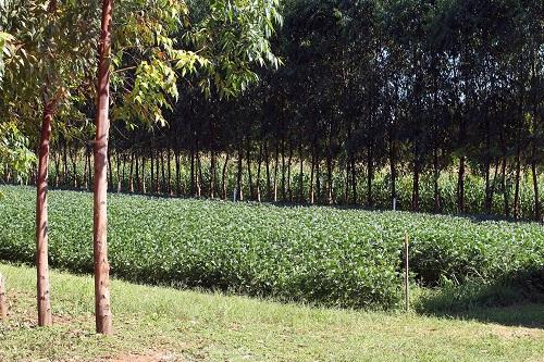 Supremo mantém validade de artigos do Código Florestal