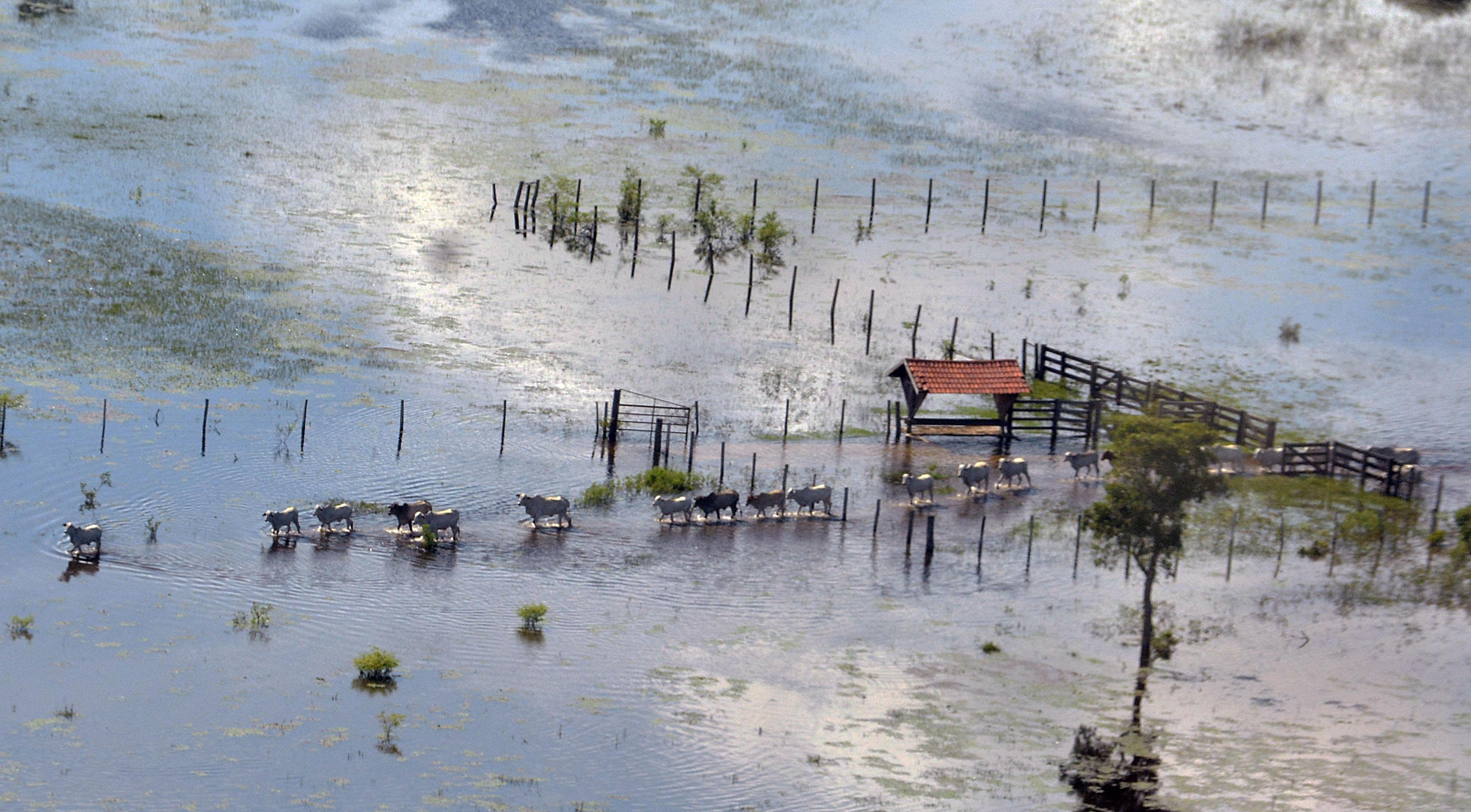 Governo vai reduzir ICMS na pecuária pantaneira