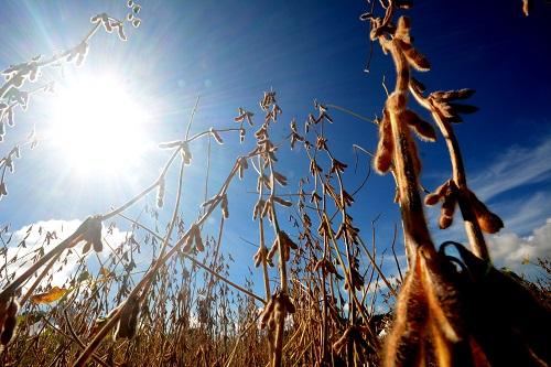Colheita da soja em área plantada no MS chega a 60%