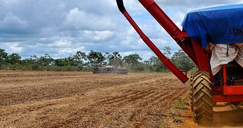 Milho safrinha de MS deve render 9,2 milhões de toneladas