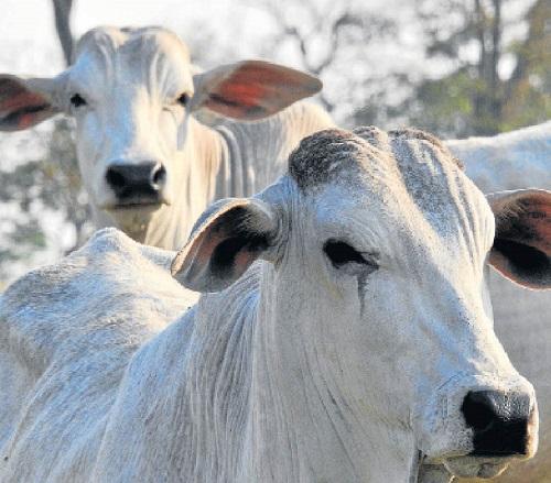 MS deve ter 7ª maior renda agropecuária do País