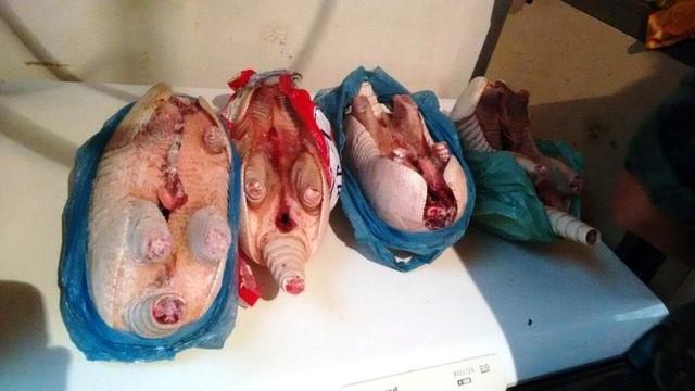 Açougue 'fake' atuava como farmácia e vendia até tatu