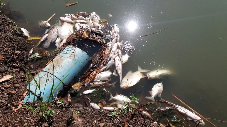 Vazamento de esgoto causa morte de 5 mil peixes