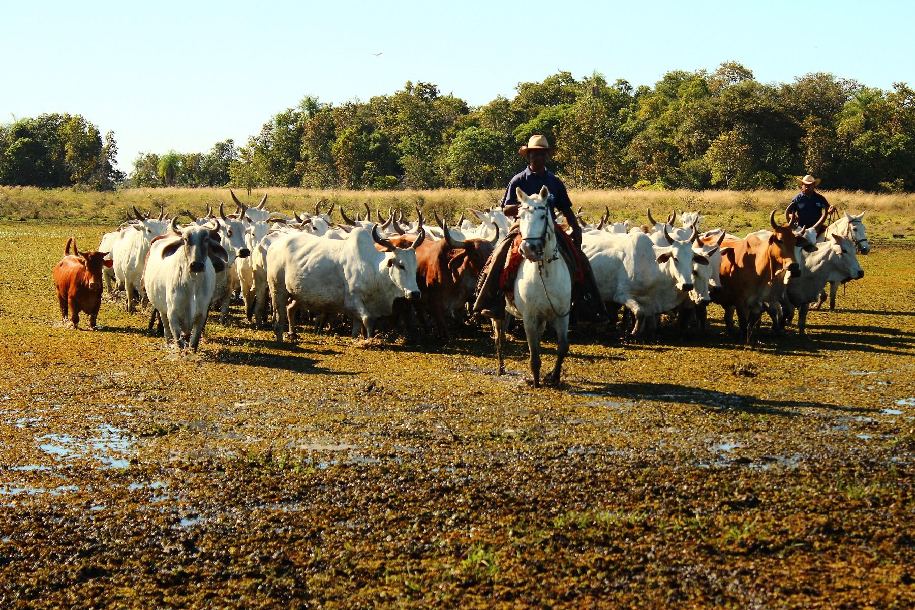Embrapa recomenda retirada total do rebanho no Pantanal