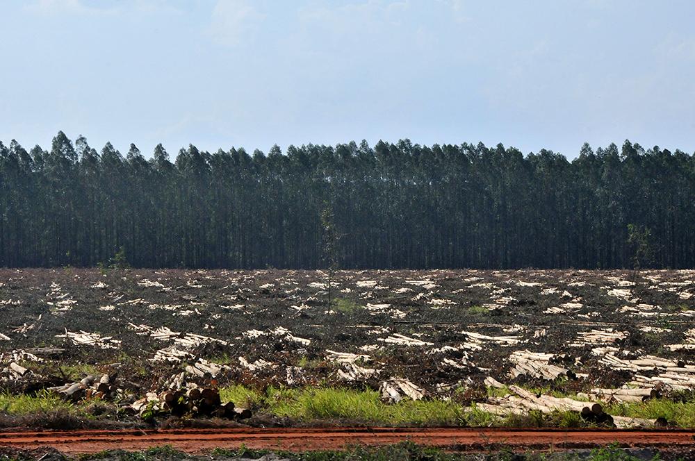 Projeto propõe liberação da venda de terras a estrangeiros