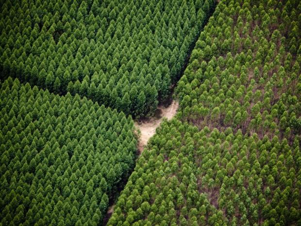 Celulose sustenta balança e exportações sobem em MS