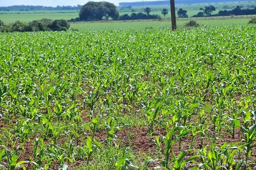 Plantio do milho chega à reta final com preço alto