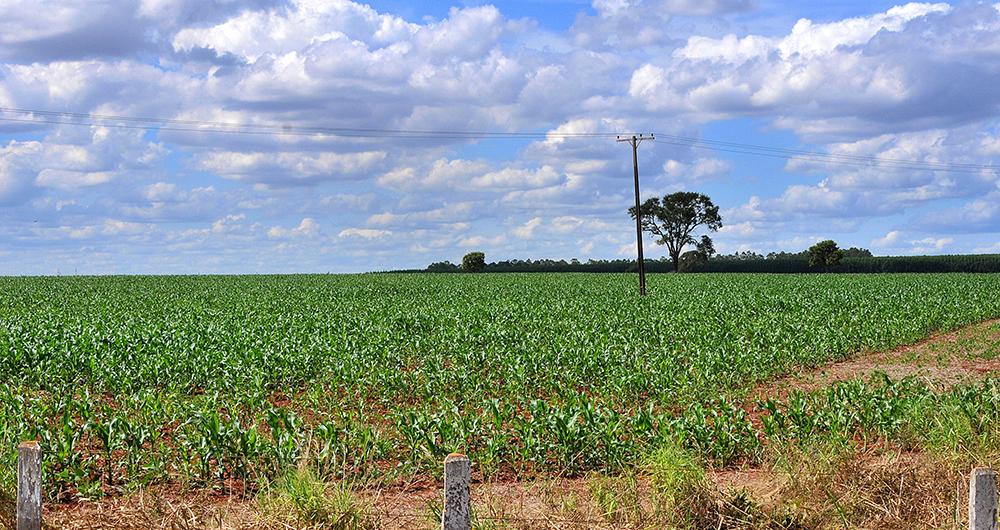 Aumento da demanda do milho eleva ganhos com a safinha