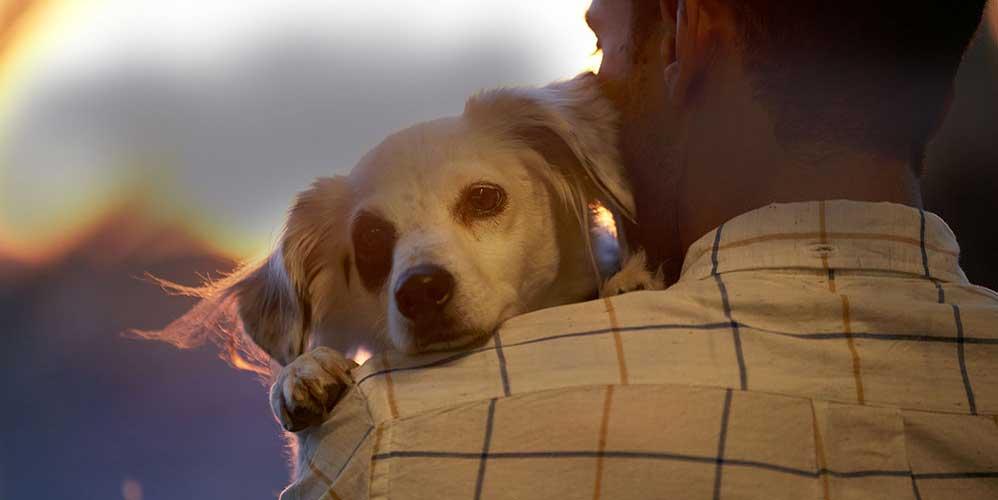 Homem é obrigado pela Justiça a pagar pensão de R$ 1.050 para animais de estimação