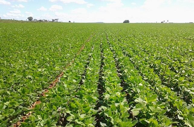 Comercialização de farelo de soja aumenta no estado