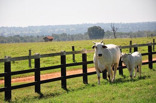 Imunização dos rebanhos começa no dia 1º de maio em todo país