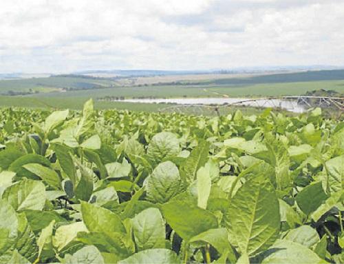 Investimento em irrigação pode dobrar potencial produtivo