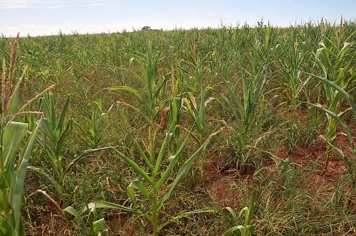 Frente fria e chuva não mudam cenário de quebra na safrinha