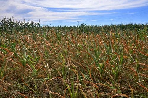 Frio não afeta lavouras de MS e preço do milho sobe