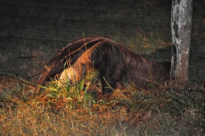 Zoológico dos EUA terá recinto do Pantanal