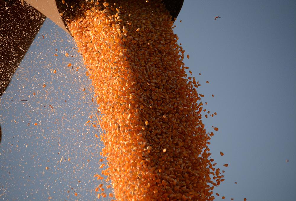 Estiagem derruba produtividade e safra pode ficar menor