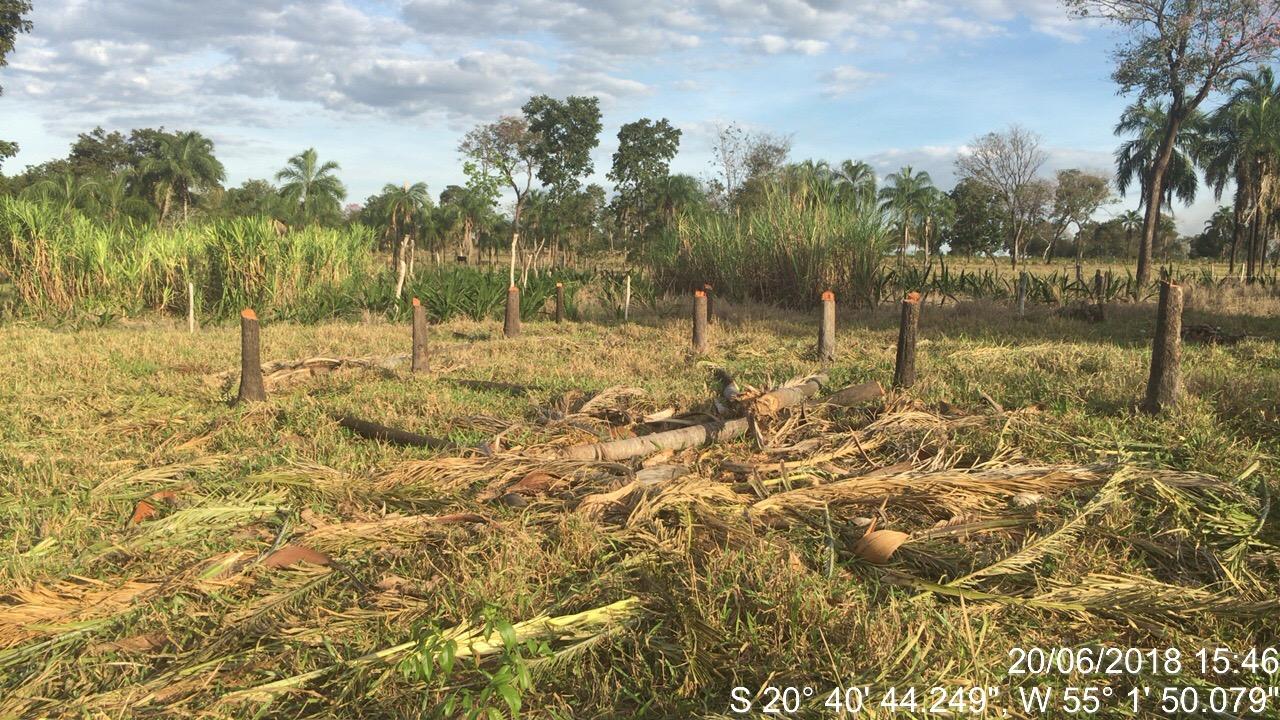 Ruralista é preso após ser satélite flagrar desmatamento